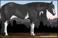 Horse Color:White Spotted Black Sabino