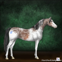 Horse Color:White Spotted Bay Ice 