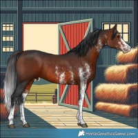Horse Color:White Spotted Bay Rabicano