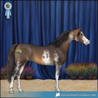 Horse Color:White Spotted Buckskin 