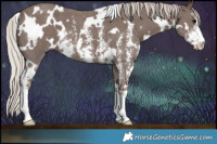 Horse Color:White Spotted Silver Black Sabino 