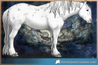 Horse Color:White Spotted Smoky Black Sabino Splash Rabicano 
