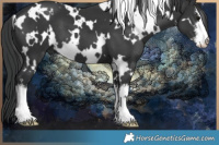 Horse Color:White Spotted Black