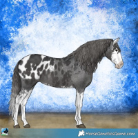 Horse Color:Black Splash Appaloosa 