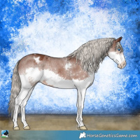 Horse Color:Liver Chestnut Splash Appaloosa 