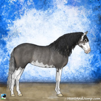 Horse Color:Black Splash Rabicano