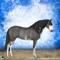 Horse Color:Black Sabino Rabicano 