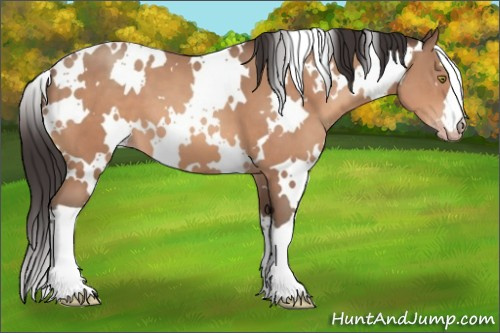 Horse Color:White Spotted Sable Champagne 