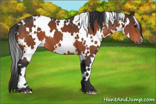 Horse Color:White Spotted Bay 