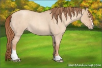 Horse Color:Gold Champagne Roan Dun Sabino Rabicano 