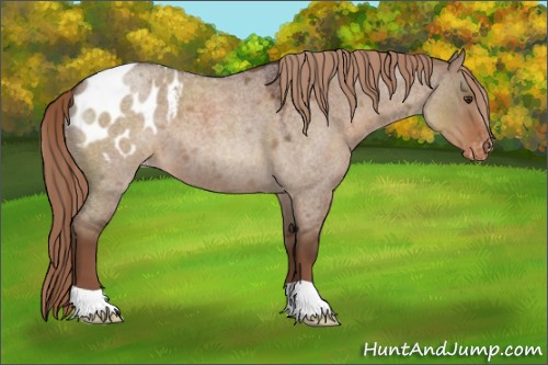 Horse Color:Liver Red Dun Roan Appaloosa 