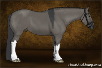 Horse Color:Grullo 