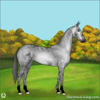 Horse Color:Gray Void Brown Ice Frame Rabicano 