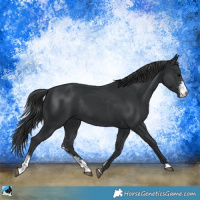 Horse Color:Black Mushroom Sabino Rabicano 
