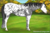 Horse Color:Black Ice Splash Appaloosa 