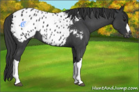 Horse Color:Blue Roan Appaloosa