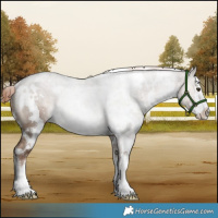 Horse Color:White Spotted Liver Red Dun Rabicano Brindle 