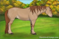 Horse Color:Red Dun