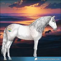 Horse Color:Gray Silver Bay Splash Rabicano 