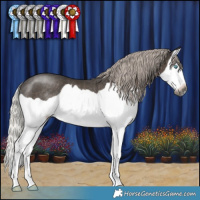 Horse Color:Gray Silver Black Splash Rabicano