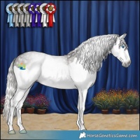 Horse Color:Gray Silver Black Splash Rabicano