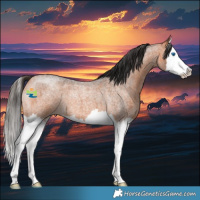 Horse Color:Bay Roan Splash 