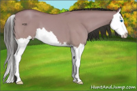 Horse Color:Classic Champagne Dun Splash 