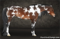 Horse Color:White Spotted Brown 