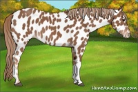 Horse Color:Chestnut Appaloosa 