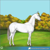 Horse Color:Gray Black Near Leopard 