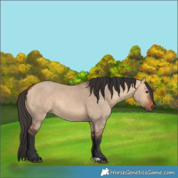 Horse Color:Bay Dun 