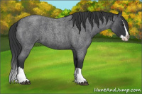 Horse Color:Blue Roan Splash
