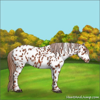 Horse Color:Chestnut Appaloosa 