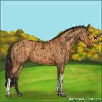 Horse Color:Liver Chestnut  and Buckskin Dun 