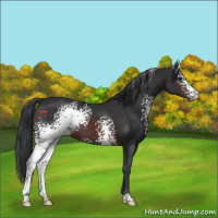 Horse Color:White Spotted Brown 