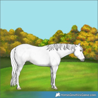 Horse Color:Gray Gold Champagne Splash