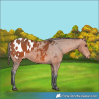 Horse Color:Bay Appaloosa