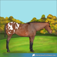 Horse Color:Bay Appaloosa 