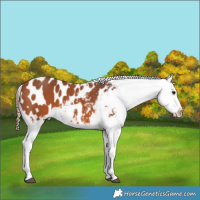 Horse Color:Bay Appaloosa 