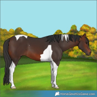 Horse Color:Brown Tobiano 