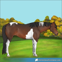 Horse Color:Brown Tobiano 
