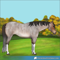 Horse Color:Brown Roan Tobiano 