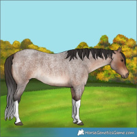 Horse Color:Brown Roan Tobiano