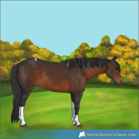 Horse Color:Brown Tobiano 