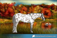 Horse Color:Liver Red Dun Sabino Tobiano Appaloosa 