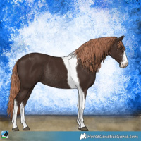 Horse Color:Liver Chestnut Sabino Tobiano Rabicano