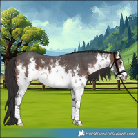 Horse Color:White Spotted Brown Sabino 