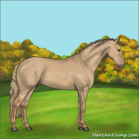 Horse Color:Red Dun 