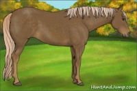 Horse Color:Chocolate Palomino 