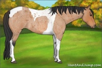 Horse Color:Bay Roan Tobiano 